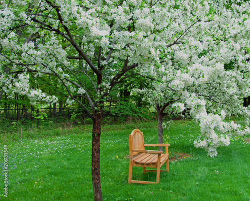 A photograph of an outdoor bench under two crabapple trees in full white bloom photo