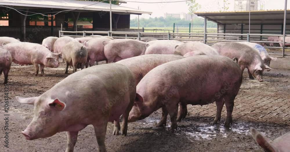 On the farm, group beautiful pigs (pink, brown) were let out for a walk along factory. On the farm, group beautiful pigs (pink, brown) were let out for a walk along factory.