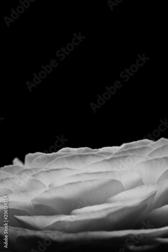 Horizontal paigle in balck and white © kazanovskyiphoto