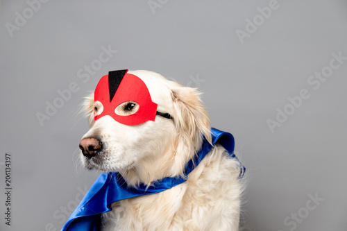 Fototapeta Naklejka Na Ścianę i Meble -  White golden retriever with a red hero mask and blue cape against a grey seamless background