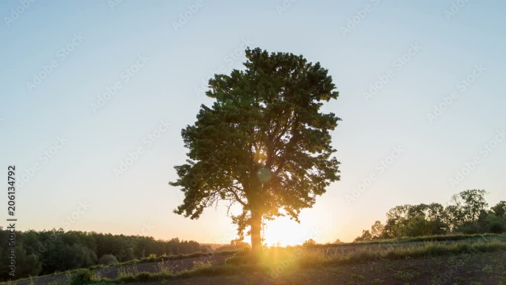 Solitary tree on green meadow at sunset. One tree at field
