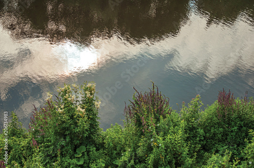 Undergrowth and flowers on the bank of the river Dommel with clouds reflected in its calm waters at s-Hertogenbosch. Gracious historical city with vibrant cultural life. Southern Netherlands.