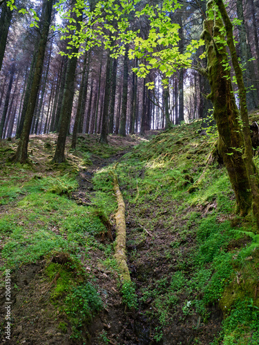 United Kingdom Summertime Forest 1 photo