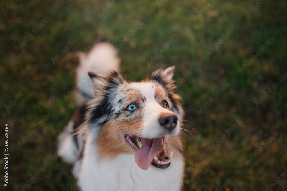 Funny and happy dog muzzle, Australian Shepherd in the grass Funny and happy dog muzzle, Australian Shepherd in the grass