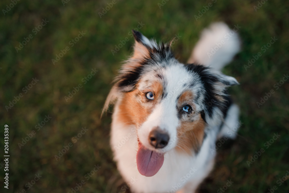 Funny and happy dog muzzle, Australian Shepherd in the grass