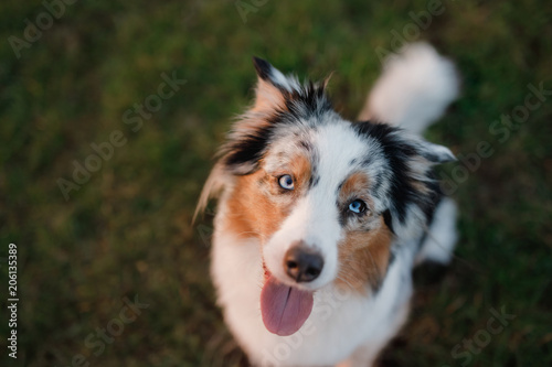 Fototapeta Naklejka Na Ścianę i Meble -  Funny and happy dog muzzle, Australian Shepherd in the grass