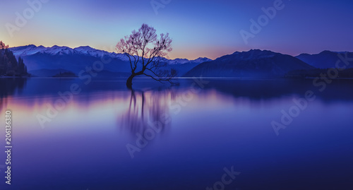 The lonely tree in Lake Wanaka New Zealand