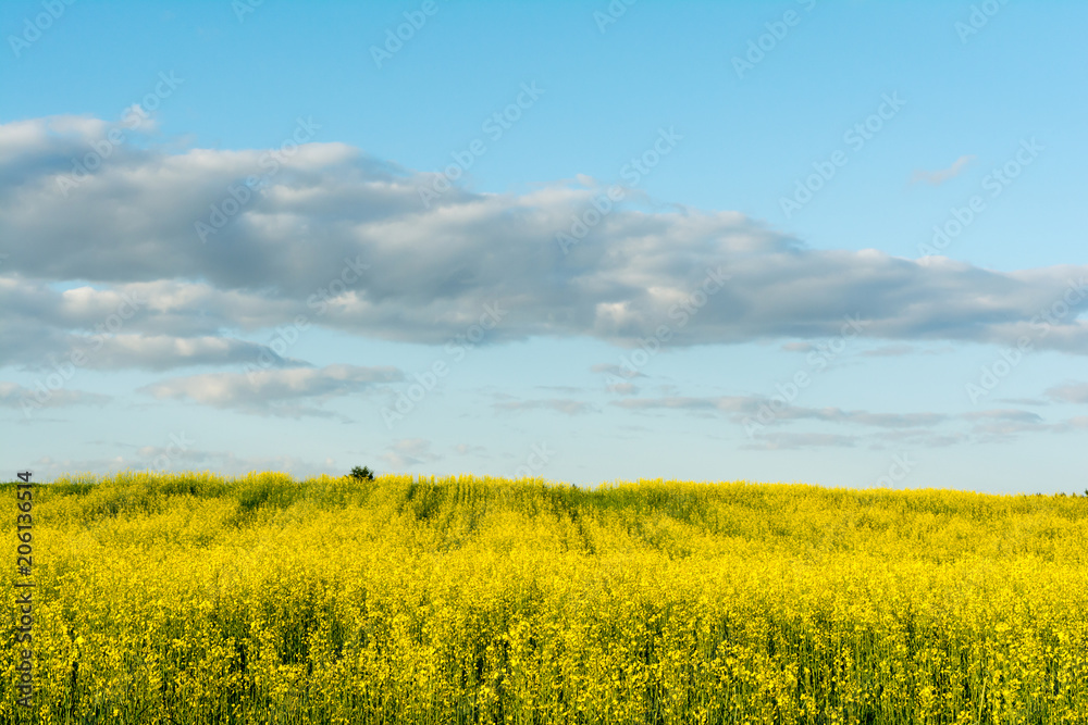 flowering rapeseed field and blue sky with clouds during sunset, landscape spring