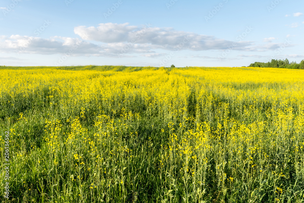 flowering rapeseed field and blue sky with clouds during sunset, landscape spring