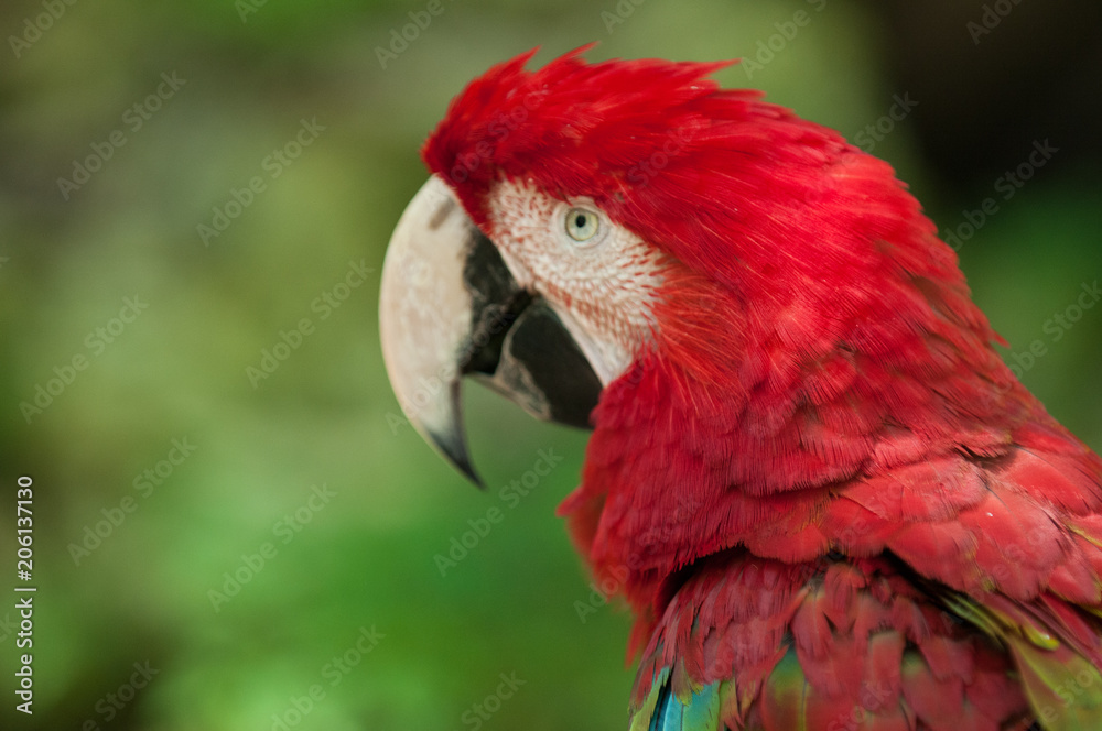 Red parrot