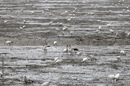 Migration des Oies des neiges forme blanche à Cap Tourmente