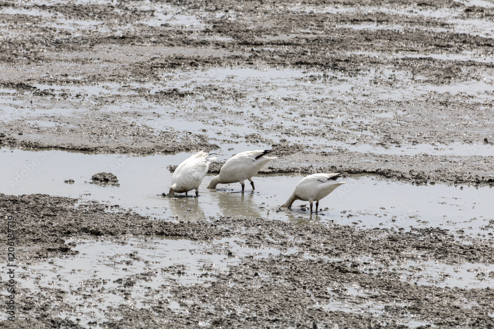 Migration des Oies des neiges forme blanche à Cap Tourmente Migration des Oies des neiges forme blanche à Cap Tourmente