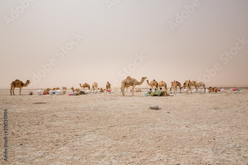 Camels of a salt caravan at the border of Erg Aouker, Tichitt, Mauritania