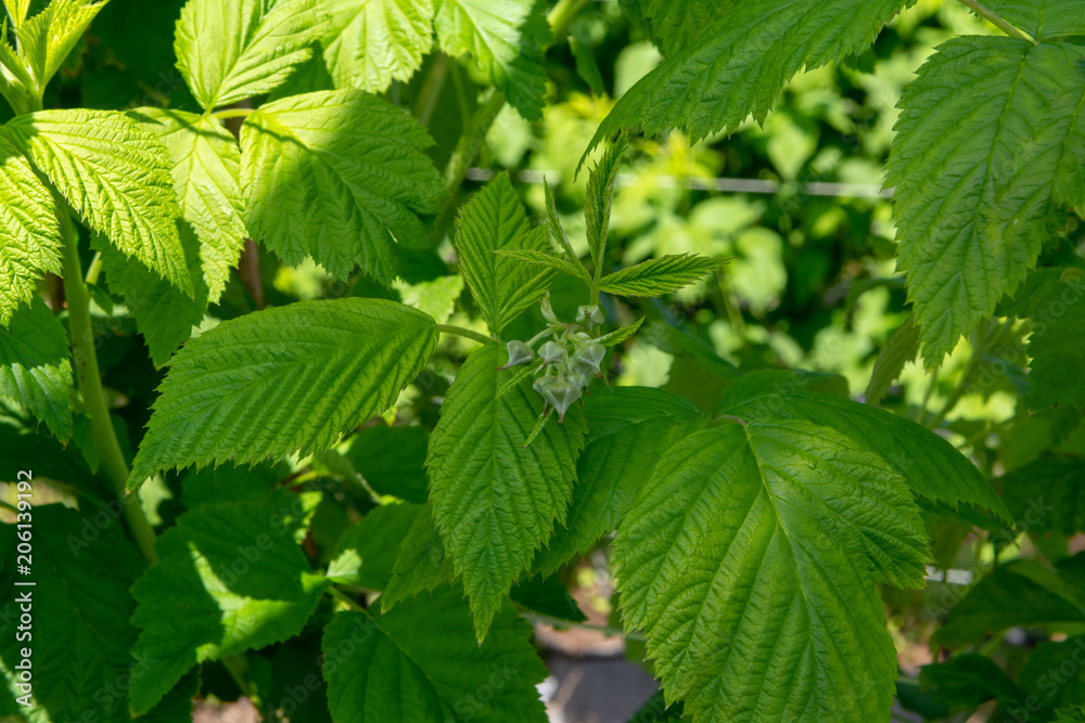 Indoor bio farming in Netherlands, greenhouse with rows of cultivated raspberry plants in spring season Indoor bio farming in Netherlands, greenhouse with rows of cultivated raspberry plants in spring season