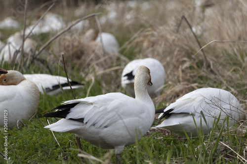 Migration des Oies des neiges forme blanche à Cap Tourmente