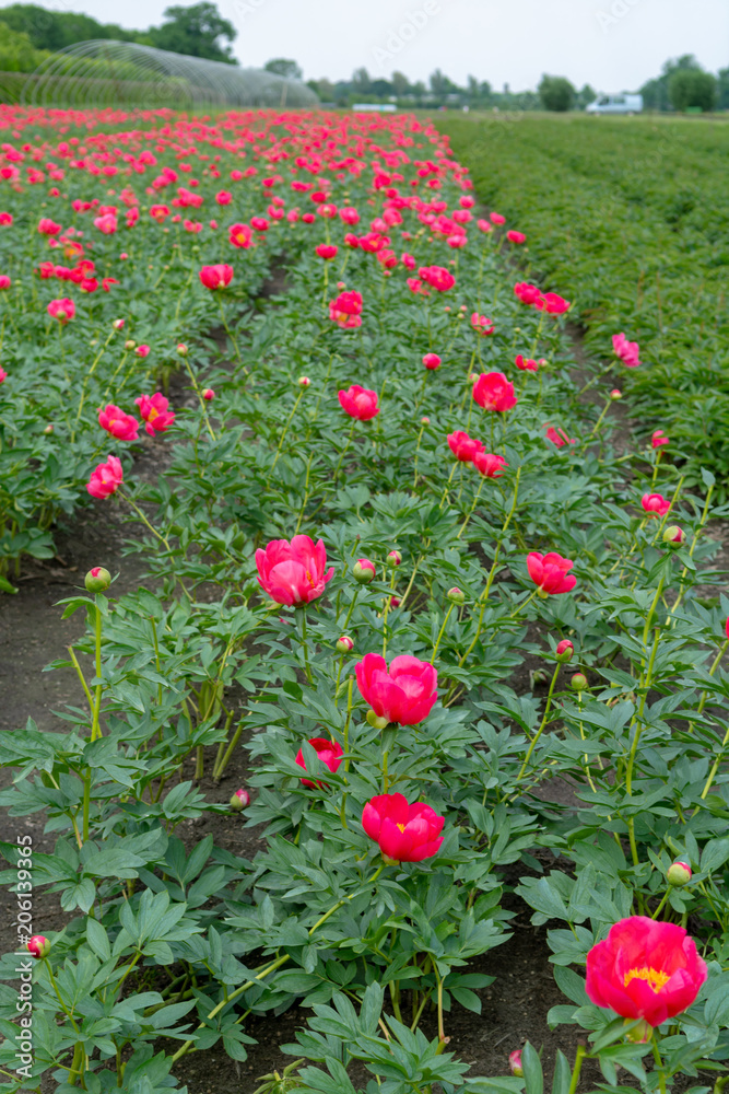 Colorful field with seasonal blossom of big pink peony roses flowers, countryside landscape, Dutch flowers Colorful field with seasonal blossom of big pink peony roses flowers, countryside landscape, Dutch flowers