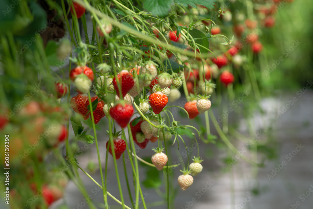 Obraz premium Greenhouse with rows of ripe big red lambada strawberries plants, ready for harvest, sweet tasty organic berry