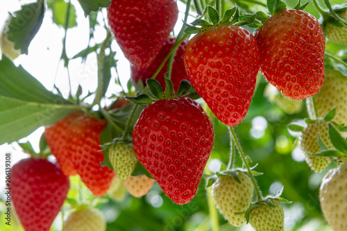Harvesting of fresh ripe big red strawberry fruit in Dutch greenhouse
