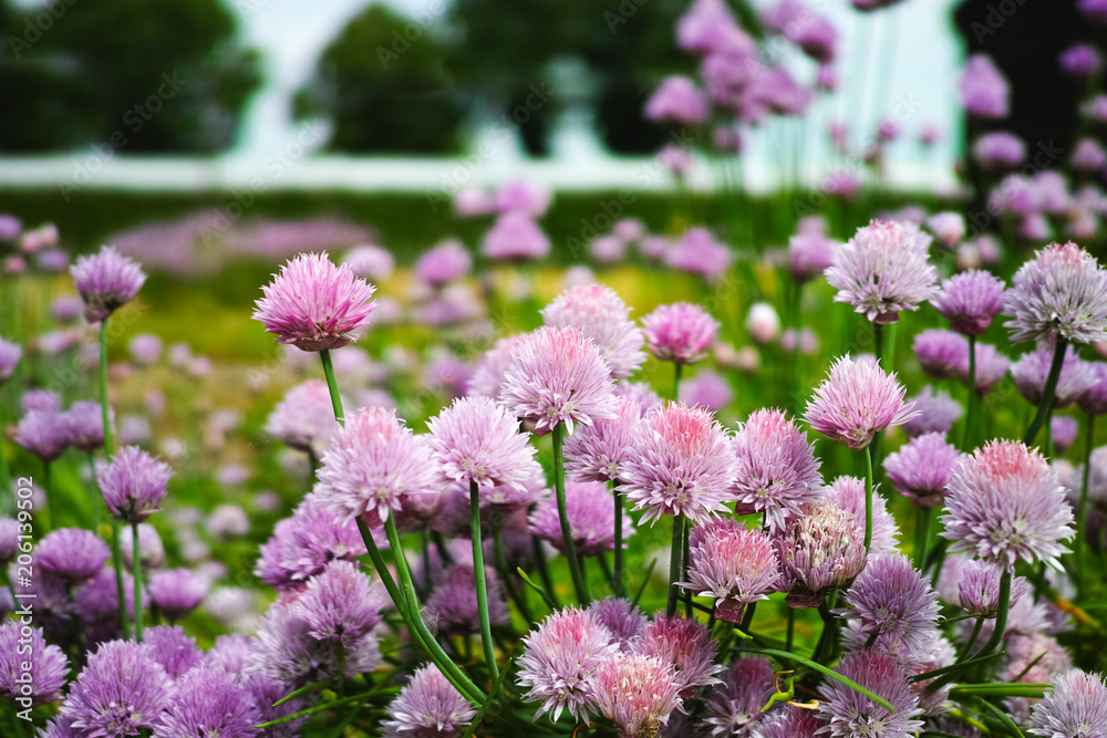 Obraz premium Summer blossom of chives allium plant in vegetables garden