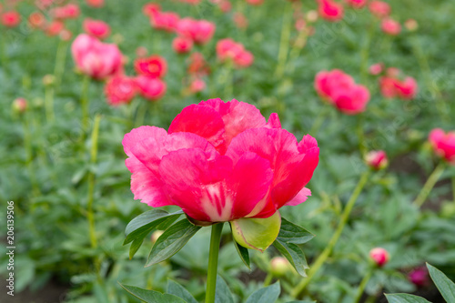 Fototapeta Naklejka Na Ścianę i Meble -  Colorful field with seasonal blossom of big pink peony roses flowers, countryside landscape, Dutch flowers