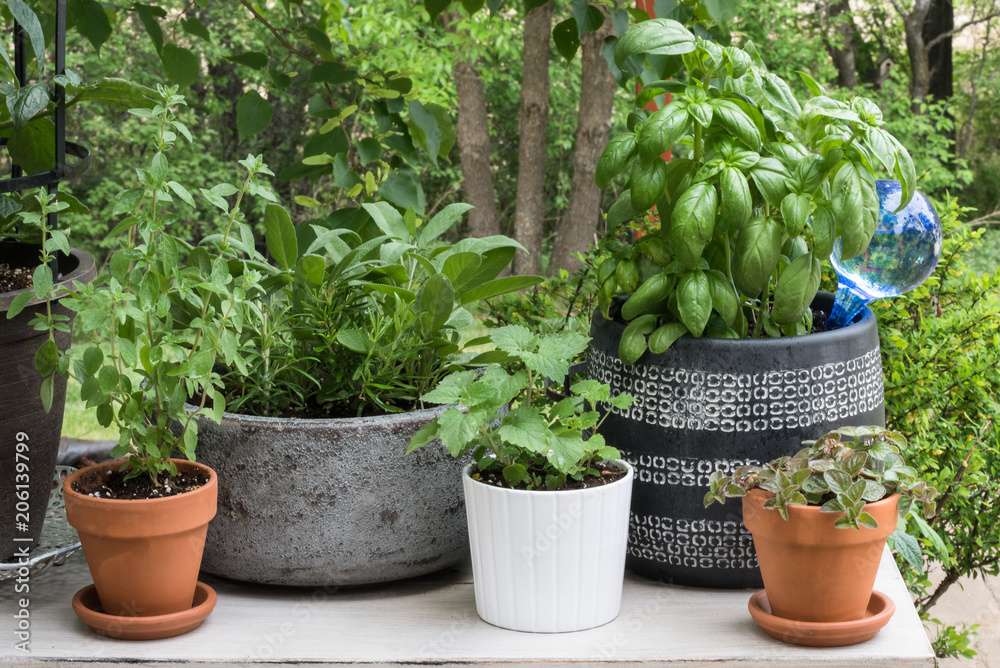 Potted Herb Garden on the Patio Potted Herb Garden on the Patio
