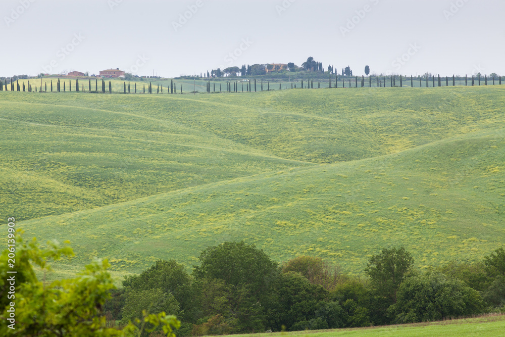 green summer landscape in tuscany, Italy