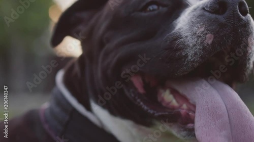 English staffordshire bull terrier running and jump
