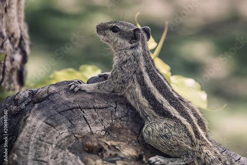 Northern palm squirrel in Rajasthan, India