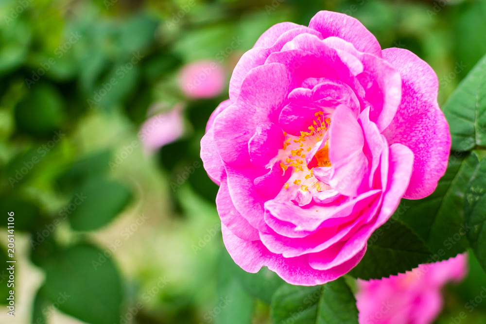 Beautiful purple wild rose flower in garden