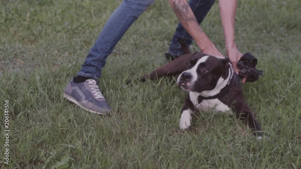 English staffordshire bull terrier running and jump English staffordshire bull terrier running and jump