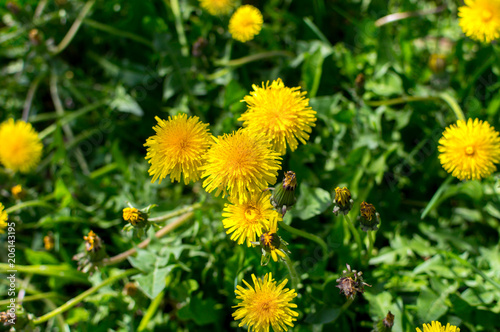 Common Dandelion flowers in Canada 