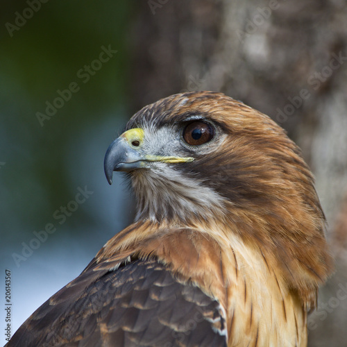 Noble Hawk