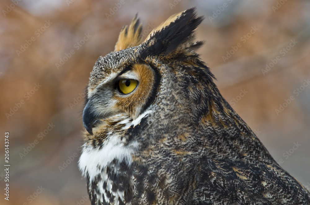Great Horned Owl Great Horned Owl