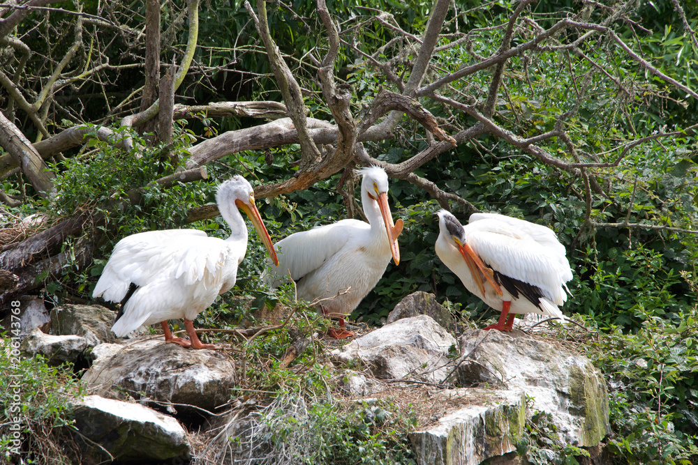 Three white pelicans with protrusions common to breeding season on their beaks, preening at the edge of a pond, old dead tree branch and leaves in background. Three white pelicans with protrusions common to breeding season on their beaks, preening at the edge of a pond, old dead tree branch and leaves in background.