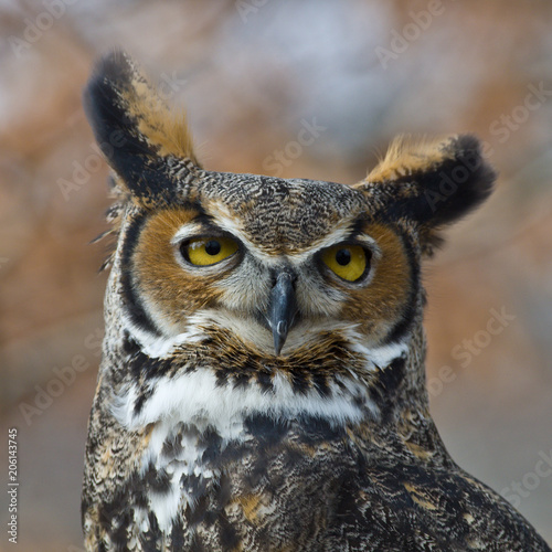 Great  Horned Owl