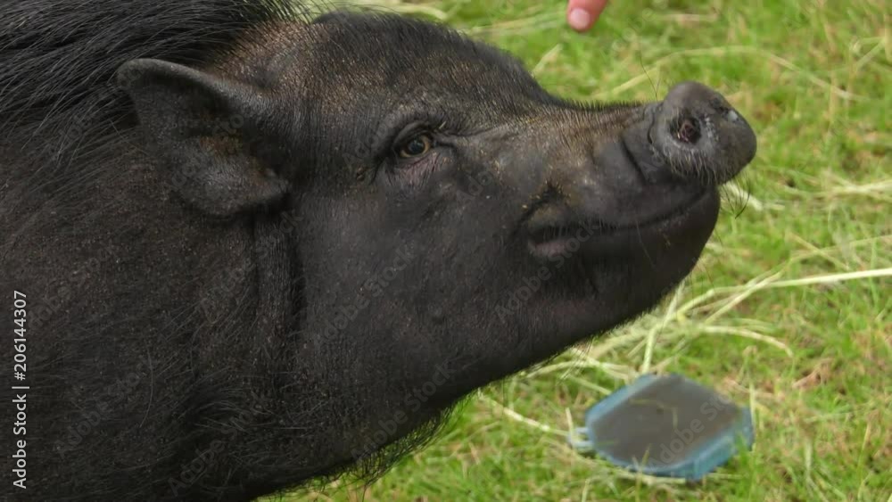 pet pig given orders slow motion 4k pet pig given orders slow motion 4k