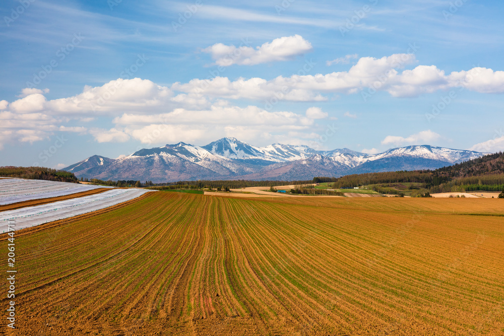Naklejka premium 北海道の春 畑