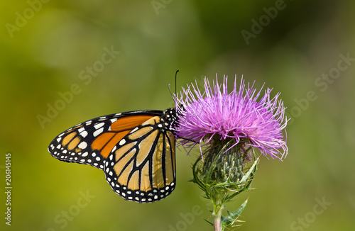 Monarch and Thistle © Tom Ramsey