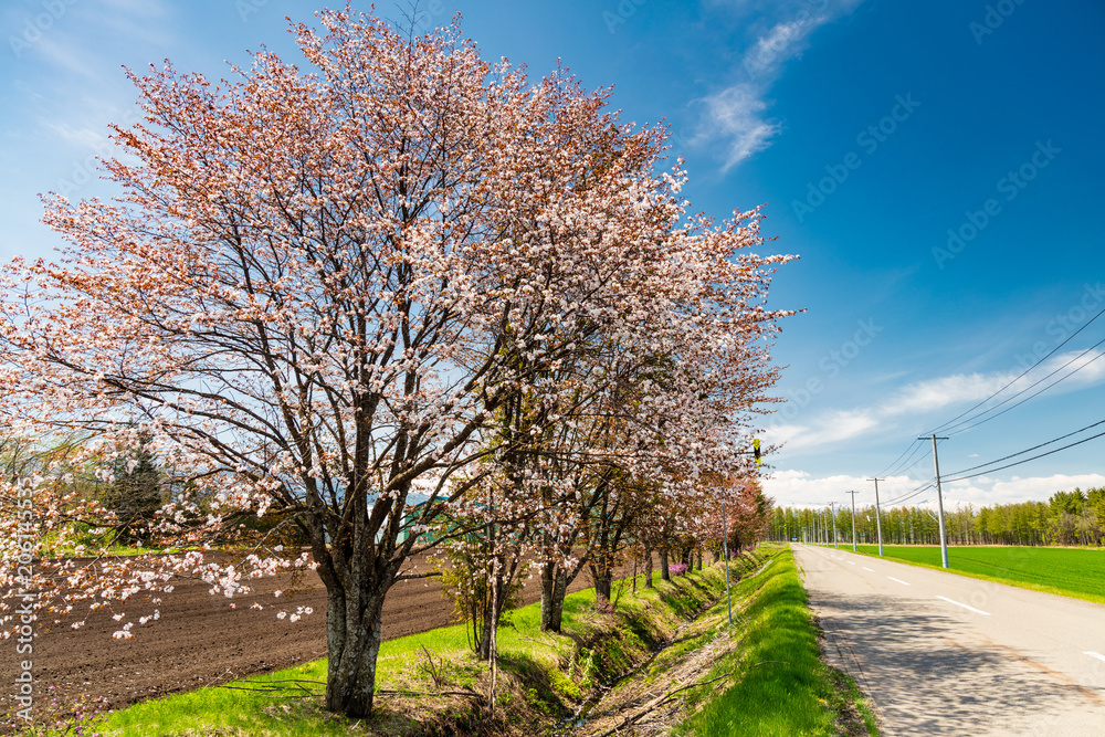 北海道の蝦夷山桜