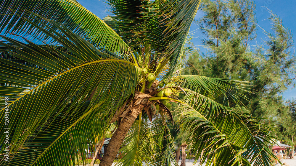 Obraz premium Coconut palm trees