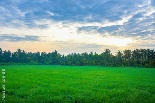 cornfield in the morning at thailand , Beautiful green cornfield with sunset sky background.