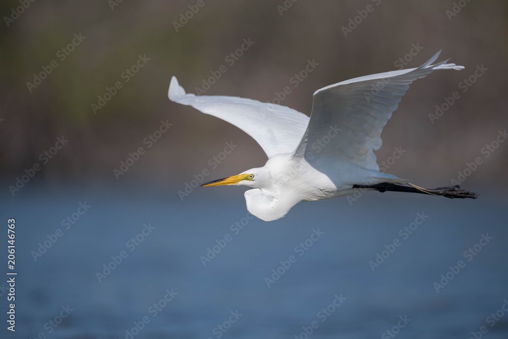 Obraz premium Great Egret