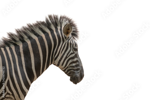 zebra on white background