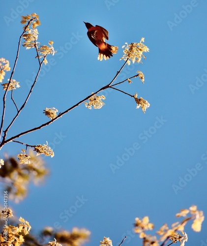 In flight photo