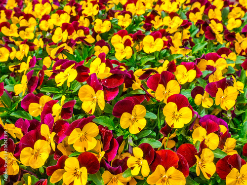 Flowers pansy top down beautiful field of green grass close up blurred as background in the nature yellow and red color  panorama.