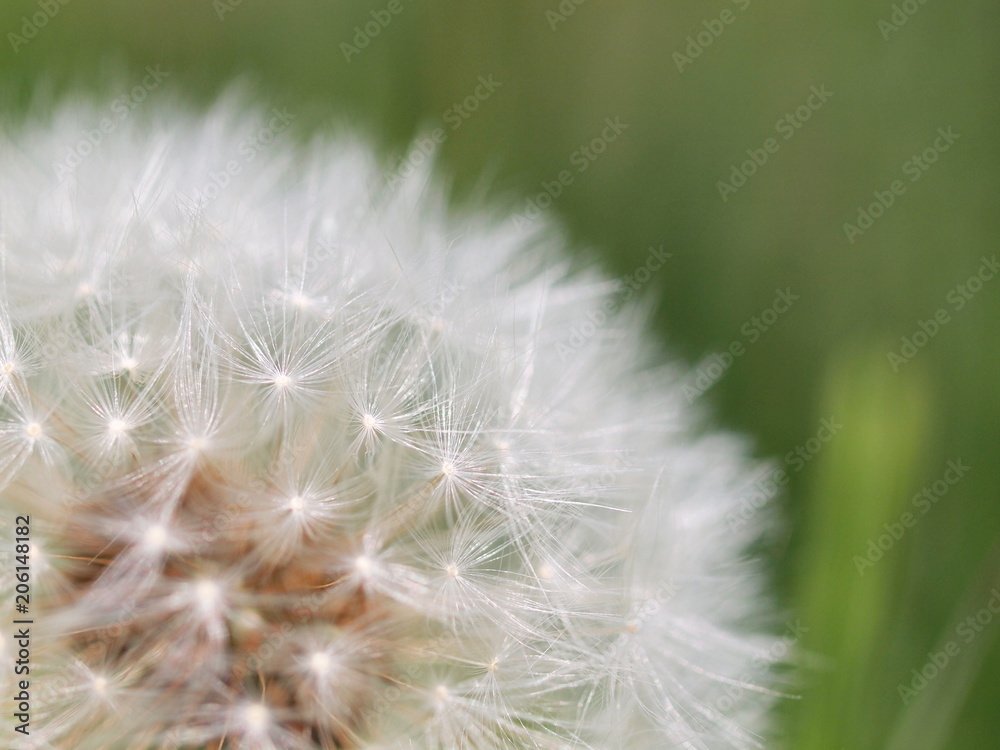 Fototapeta premium タンポポの綿毛 アップ