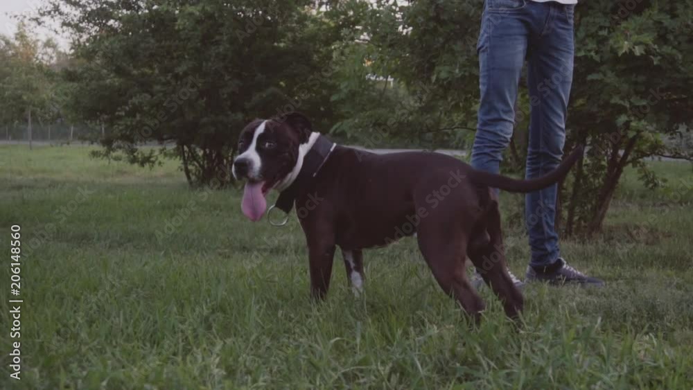 English staffordshire bull terrier running and jump English staffordshire bull terrier running and jump