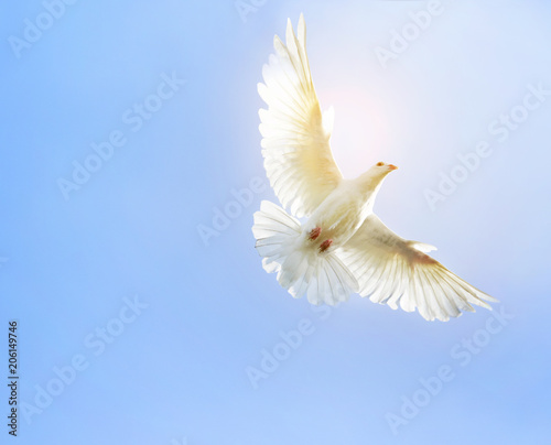white feather wing pigeon bird flying mid air against clear blue sky