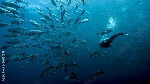 Diver with a large school of fish in the deep of Malpelo Island, Colombian UNESCO World Heritage Site. Malpelo is a remote underwater diving paradise with abundant sea life. © Janos