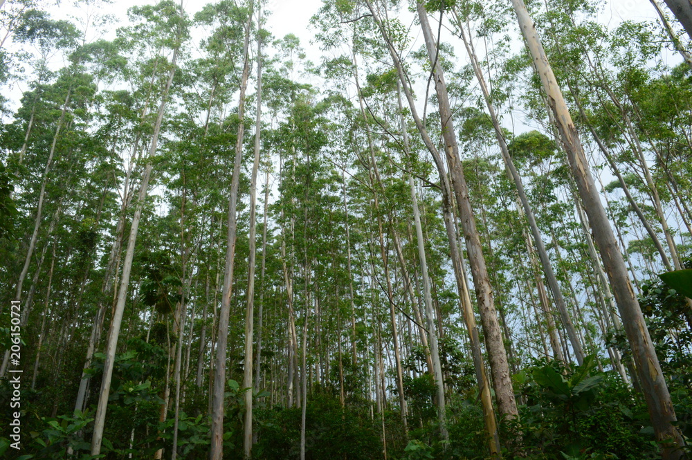 Naklejka premium Eucalyptus trees 